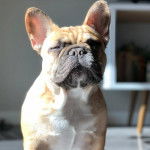 Un French Bullnese assis et semblant détendu