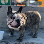 Un French Bullnese sur une surface bétonnée et portant un collier autour du cou