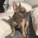 Un French Bullnese assis sur un lit et semblant détendu