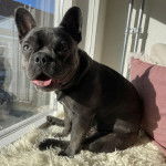 Un French Bullnese assis et tirant la langue 