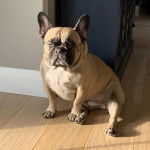 Un French Bullnese assis sur un plancher et semblabt détendu