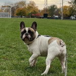 Un French Bullnese marchant sur une surface herbacée et qui est tenu en laisse 