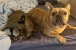 Deux French Bullnese allongés sur un lit