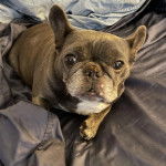 Un French Bullnese allongé et regardant vers la caméra 