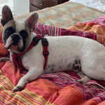 Un French Bullnese allongé sur un lit et portant un harnais 