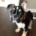 Un French Bullnese sur un plancher et regardant vers la caméra 