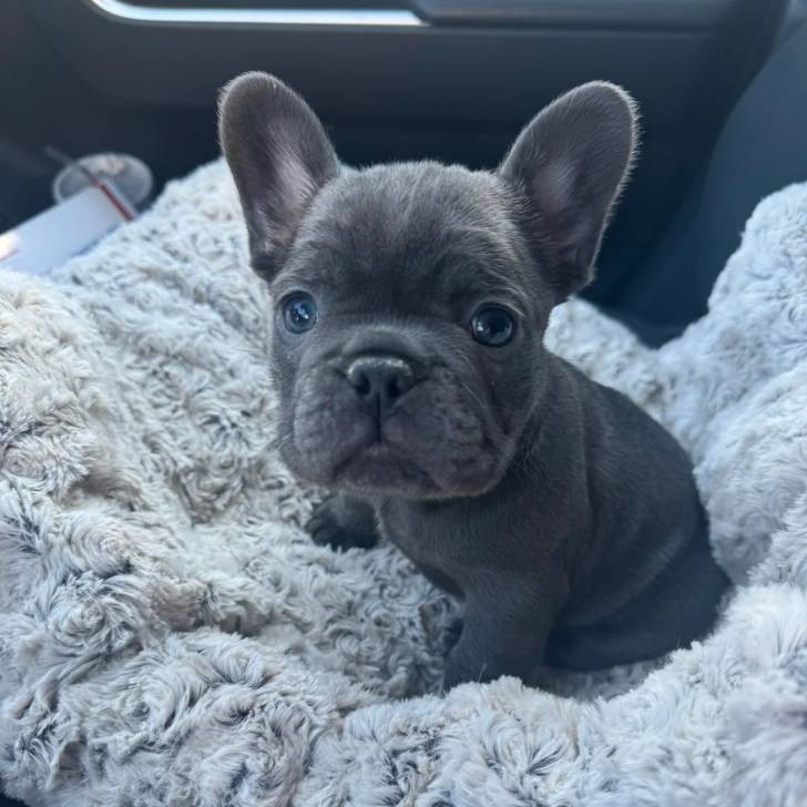 Un chiot French Bullnese assis sur le siège d'une voiture 
