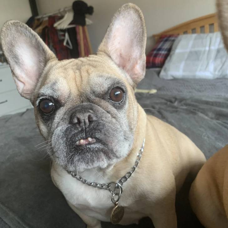 Un French Bullnese assis sur un lit et portant un collier autour du cou