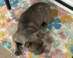 Un French Bullnese allongé sur un tapis