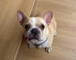 Un French Bullnese assis sur un parquet et portant un collier au cou