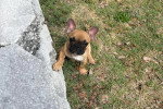 Un French Bullnese assis sur un terrain herbeux