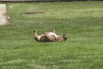 Un French Bullnese allongé de dos sur une surface herbacée