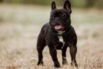 Un French Bullnese sur un terrain herbeux