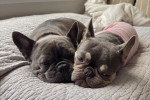 Deux French Bullnese allongés sur un lit
