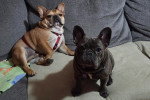 Deux French Bullnese assis sur un canapé
