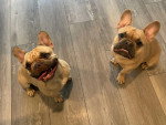 Deux French Bullnese assis sur un parquet