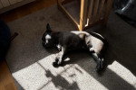 Un French Bullnese allongé sur un tapis