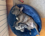 Un French Bullnese allongé dans un panier