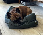 Un French Bullnese allongé sur un panier