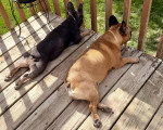 Un French Bullnese allongé sur un plancher en bois