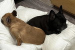 Deux French Bullnese allongés sur des coussins 