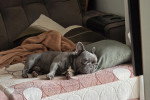 Un French Bullnese allongé sur un lit