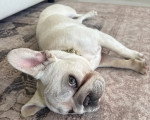 Un French Bullnese allongé sur un tapis