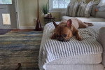 Un French Bullnese allongé sur un lit