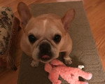 Un French Bullnese assis sur un tapis