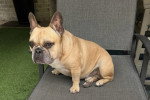 Un French Bullnese assis sur une chaise