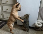 Un French Bullnese jouant avec un chat