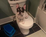 Un French Bullnese assis dans une toilette 