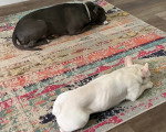 Deux French Bullnese allongés sur un tapis