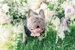 Un French Bullnese assis dans un jardin