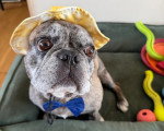 Un French Bullnese assis dans un panier
