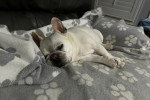 Un French Bullnese allongé sur un canapé