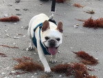 Un French Bullnese  marchant sur un terrain sableux
