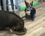 Un French Bullnese assis près d'un cochon et portant un collier au cou
