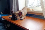 Un French Bullnese allongé sur une table