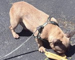 Un French Bullnese reniflant le sol