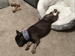 Un French Bullnese allongé sur une moquette et semblant dormir