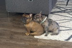 Deux French Bullnese assis sur un tapis