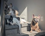 Trois French Bullnese dans un escalier