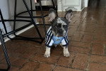Un French Bullnese assis et portant un habit pour chien 