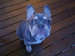 Un French Bullnese assis sur un plancher en bois
