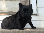 Un French Bullnese assis et regardant vers la caméra