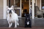 Deux French Bullnese assis et regardant devant la caméra