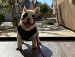 Un French Bullnese assis  sur une table 