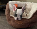 Un French Bullnese allongé dans un panier