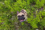 Un French Bullnese assis dans l'herbe et portant un harnais